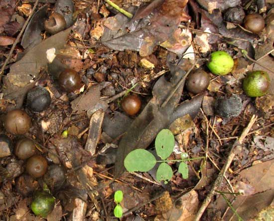 Fiddlewood, VITEX GAUMERI, fruits on forest floor