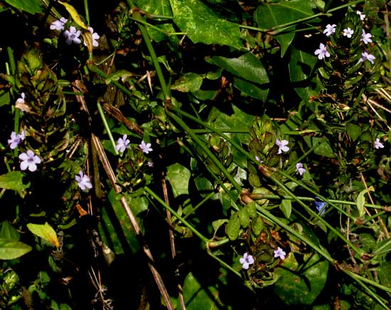 BLECHUM PYRAMIDATUM, flowering