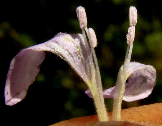 BLECHUM PYRAMIDATUM, flowering
